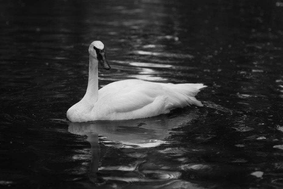trumpeter swan. Trumpeter Swan